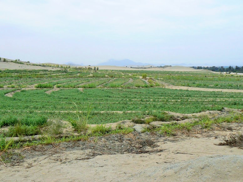 MEDICAL GRASS FARM IN TANGAY