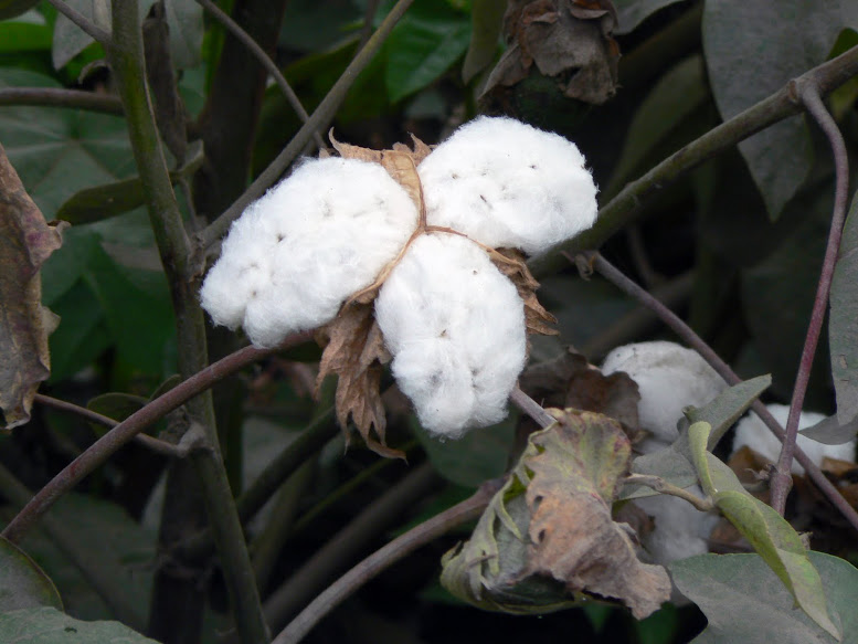 Il cotone, la nostra materia prima